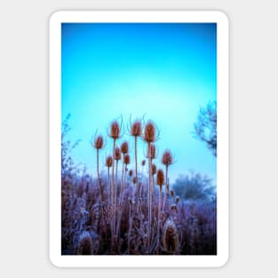 Teasel Heads In the Frost Sticker